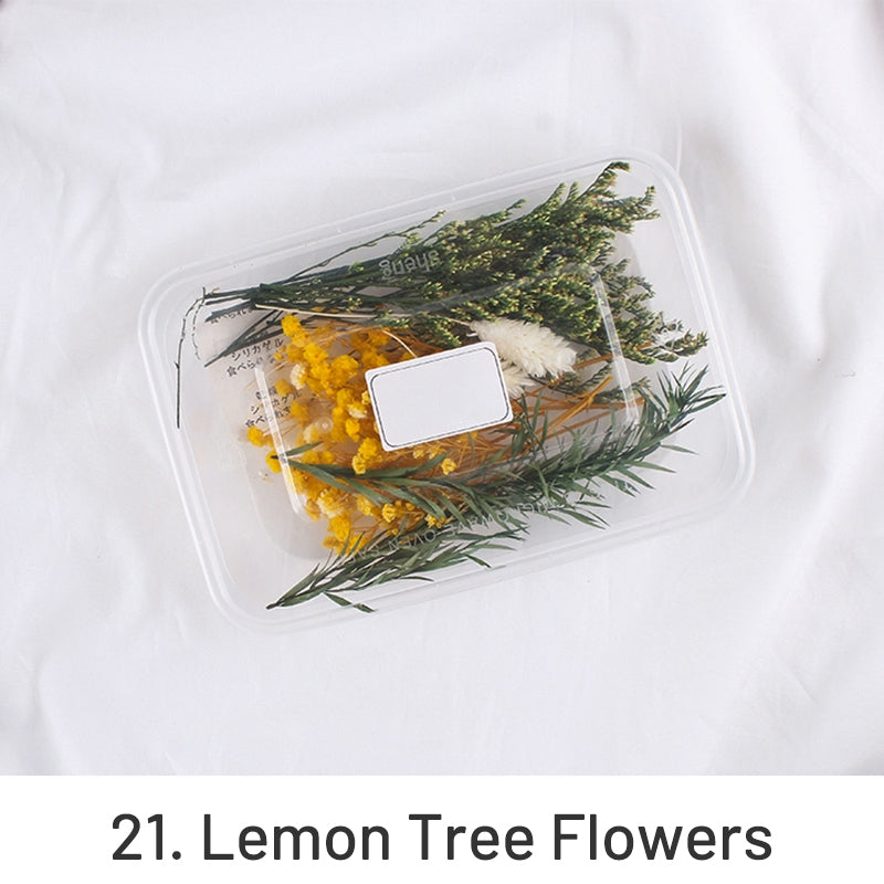 Pack de Material Floral Preservado em Caixa com Flores Reais Secas ao Ar sku-21