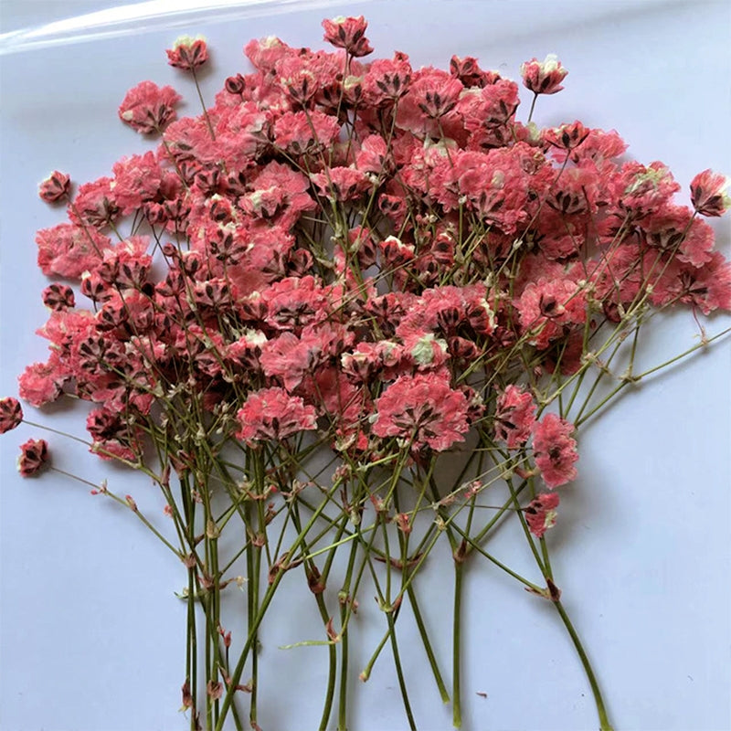 Pack de Material de Flores Secas DIY Respiração de Bebé b