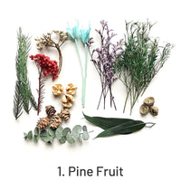 1. Fruto de Pinheiro 44g