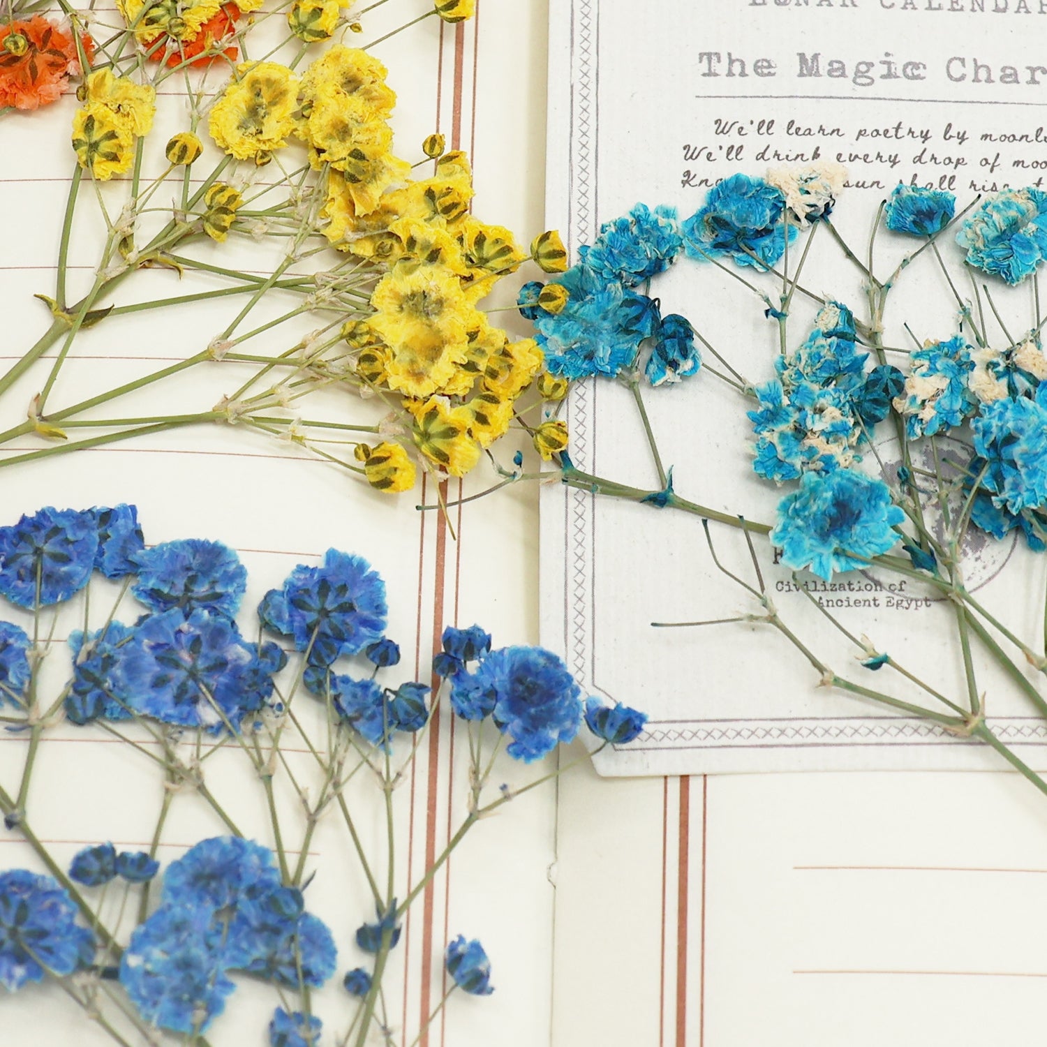 Pack de Material de Flores Secas DIY Gypsophila 5
